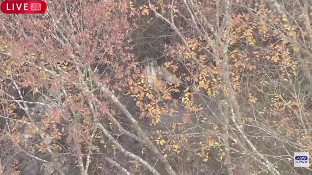 焦げた機体が木々の隙間から見える