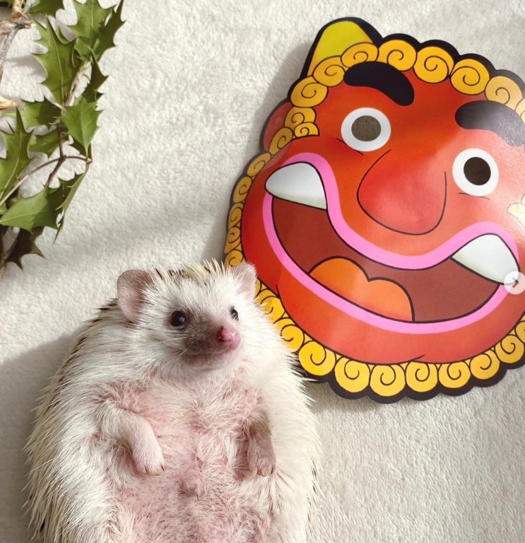 ハリネズミのロック