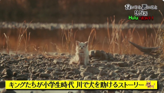 キングたちが小学校時代に助けた犬