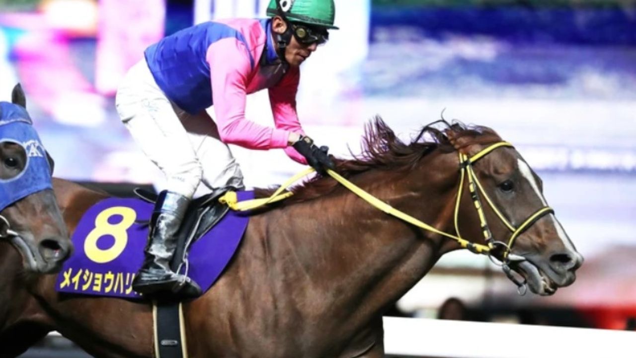 メイショウハリオ